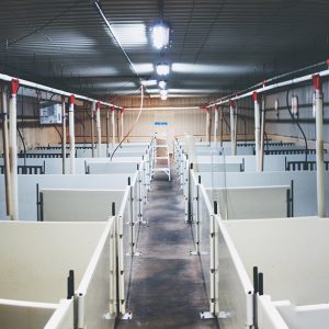 Ferme Aly-Porc, Porcelets en Pouponière, Plancher Chauffant, Hydronique, Gobeil Dion